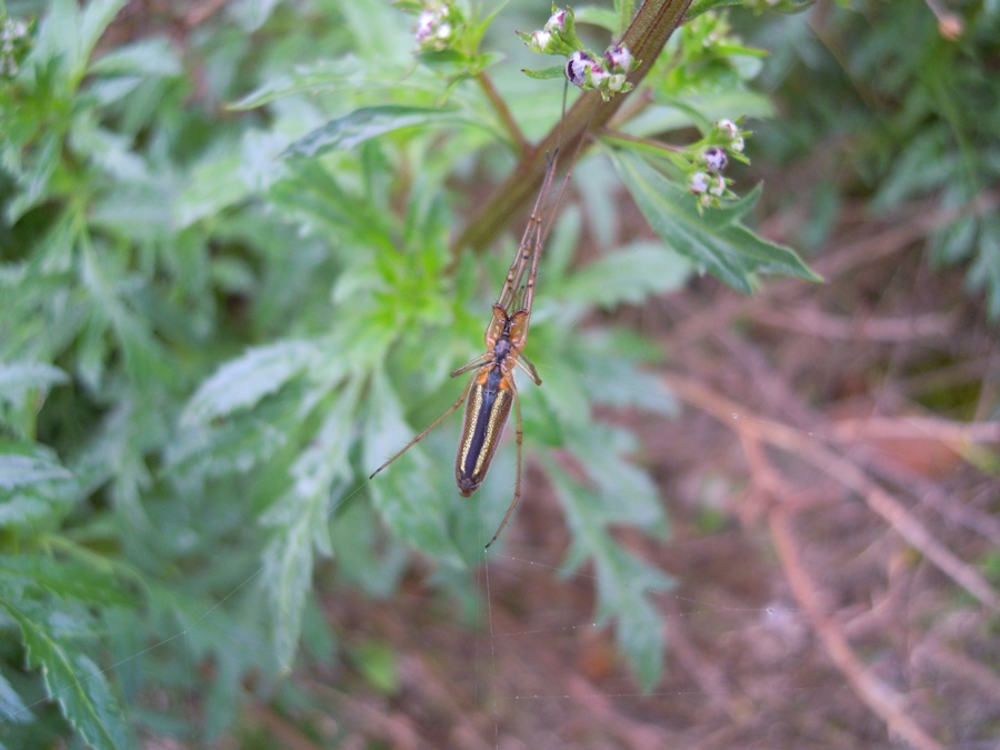 Tetragnathidae: Tetragnatha sp. - S. Felice del Benaco (BS)